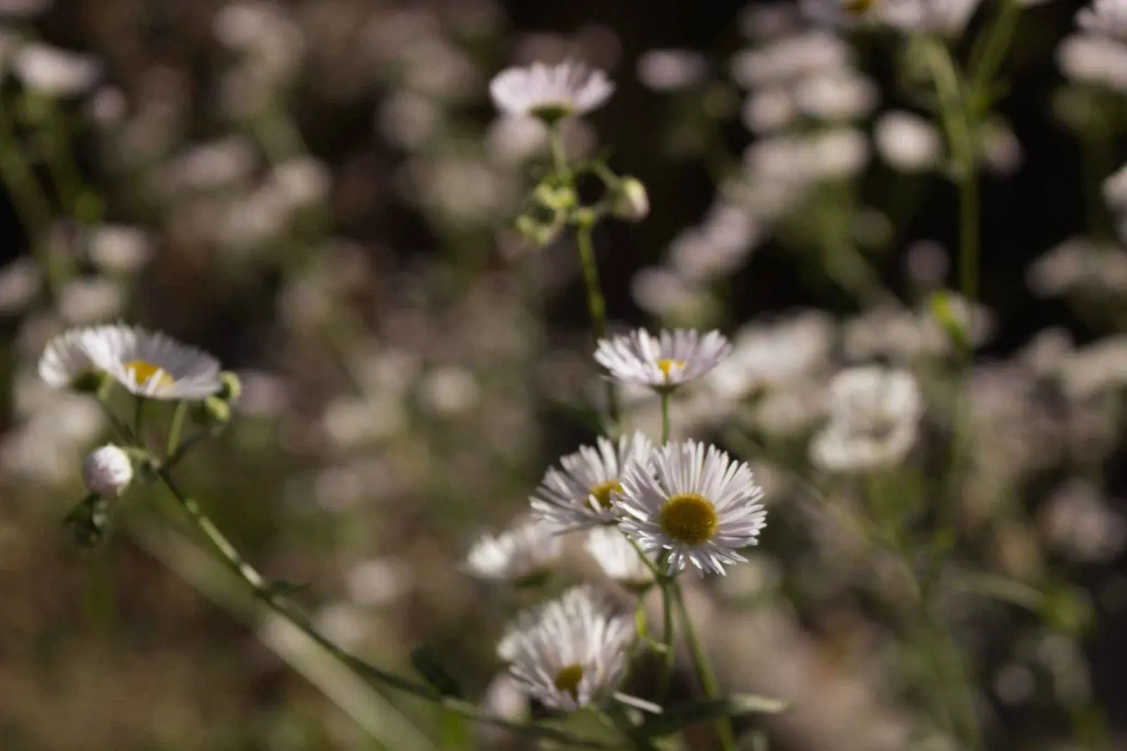 Gänseblümchen im Garten, Nahaufnahme
