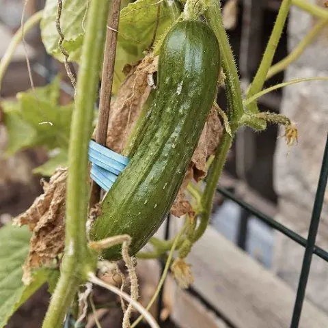 Eine Gurke wächst an einem Spalier im Kita-Beet