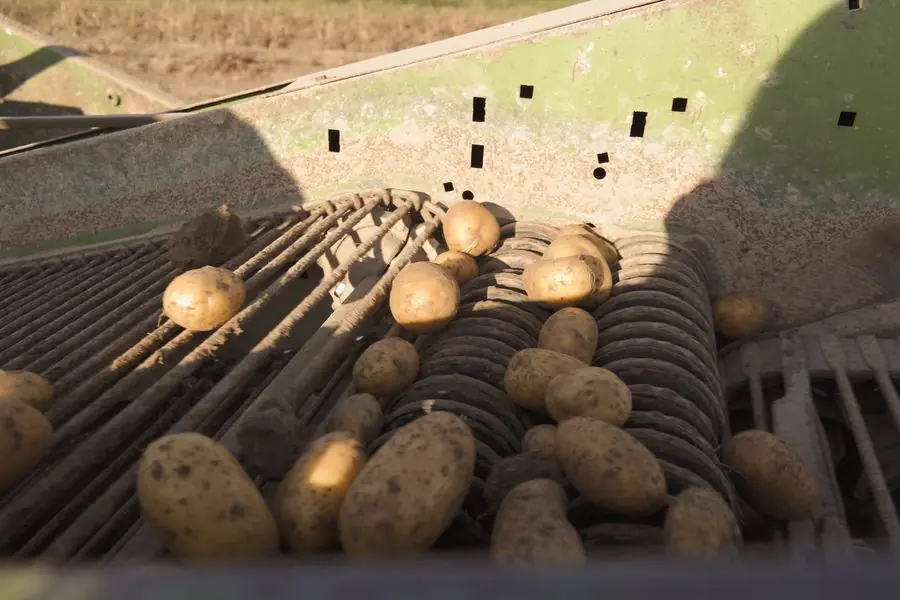 Frisch geerntete Kartoffeln liegen auf dem Siebband des Kartoffelroders