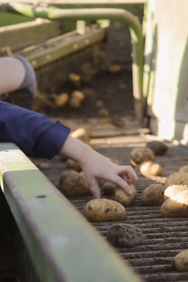 Eine Kinderhand greift nach einer Kartoffel auf dem Band des Roders