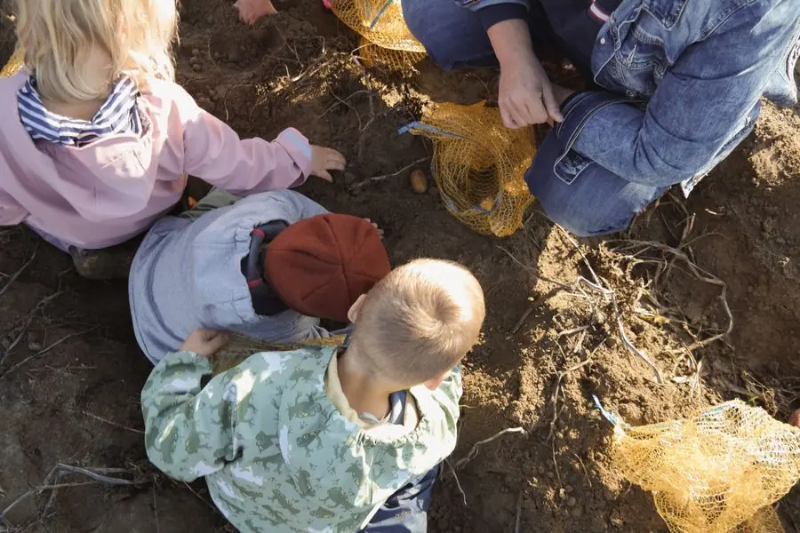 Von oben gesehen: Kinder und eine Erzieherin sammeln im Acker Kartoffeln in gelbe Netze