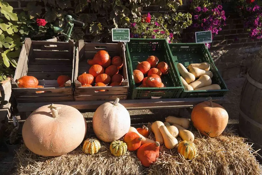 Kürbisse und Butternut in Holzkisten und auf Stroh vor dem Hofladen