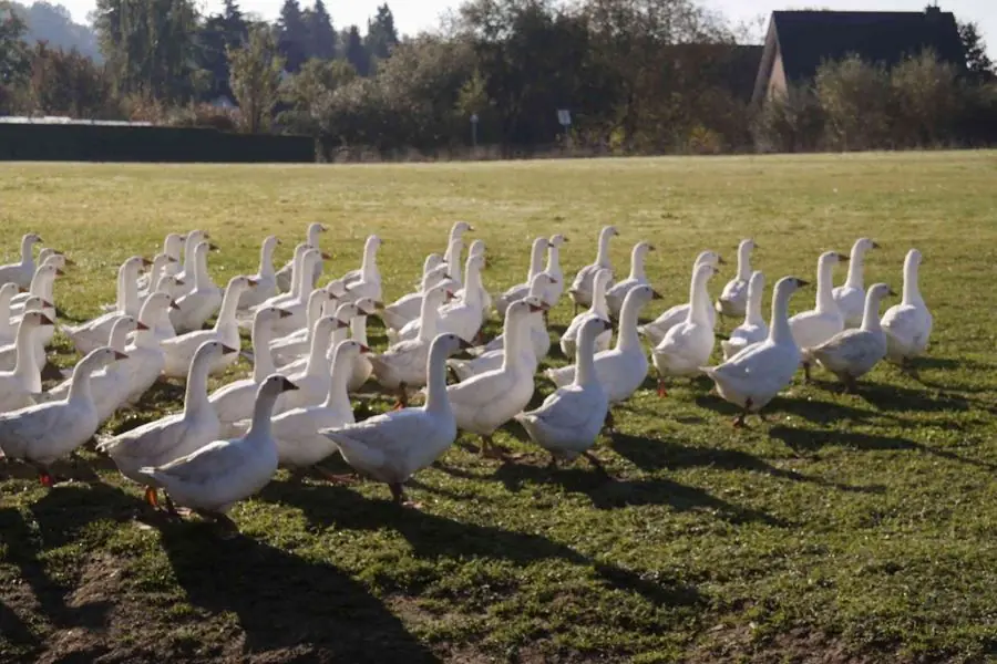 Eine Gänseschar läuft über die Wiese