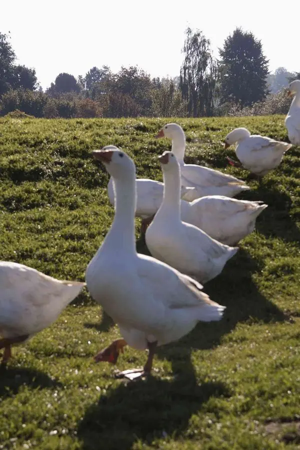 Eine Gans steht aufrecht im Vordergrund auf der Wiese