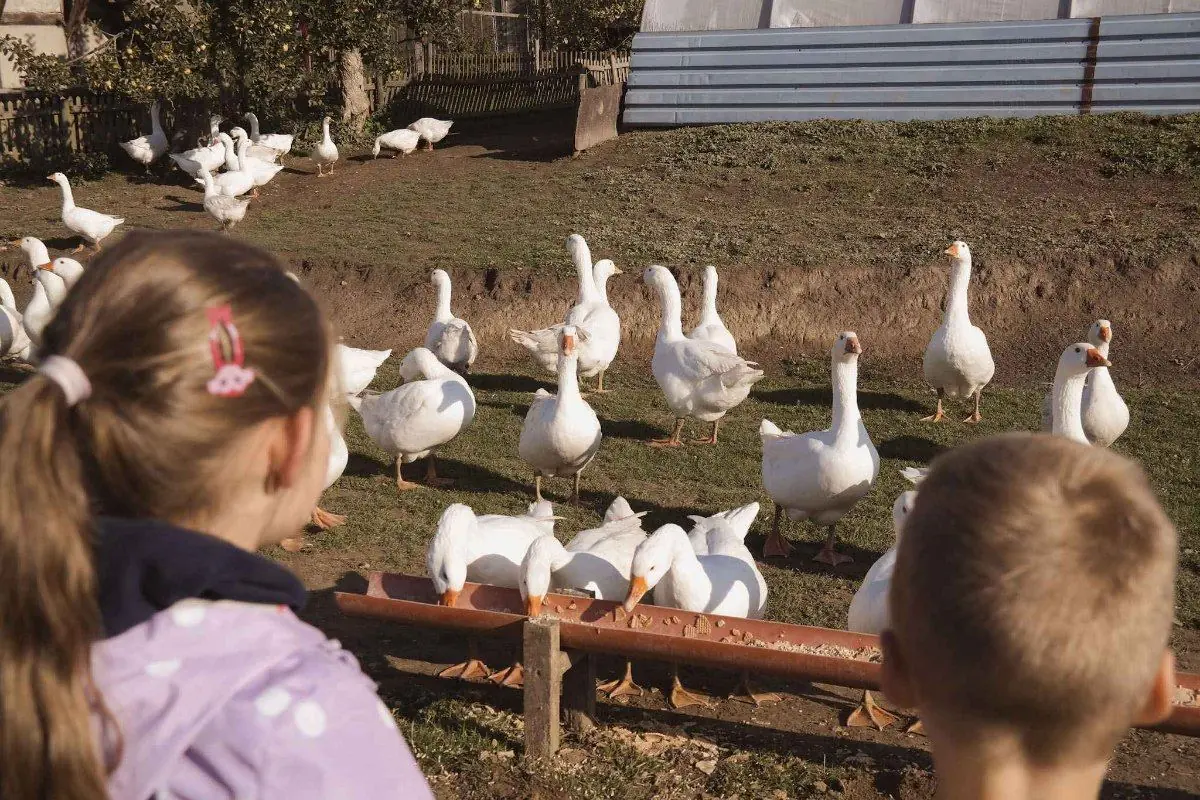 Zwei Kinder schauen bei einem Ausflug von hinten Gänsen auf einer Wiese zu