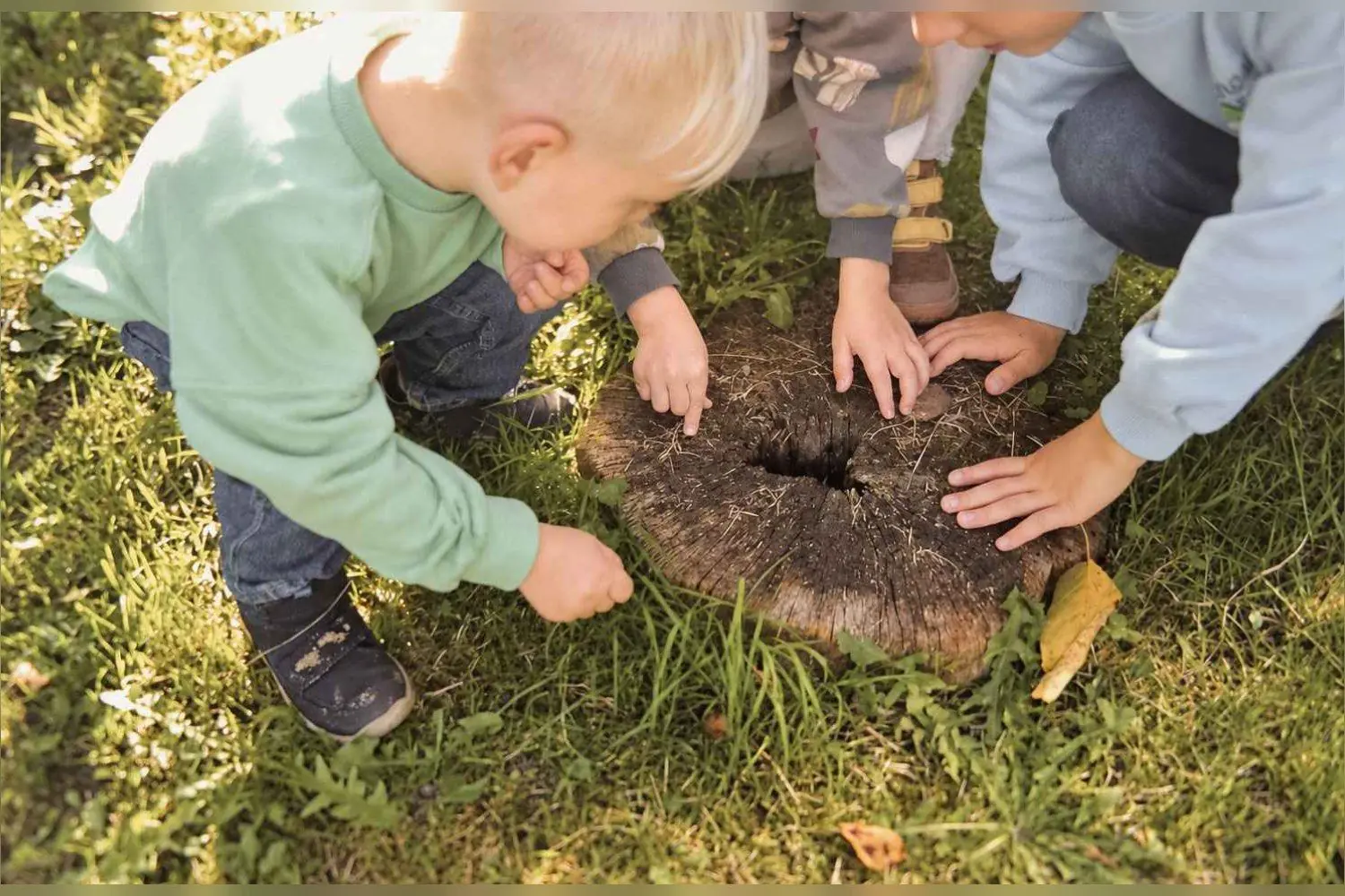 Kinder untersuchen einen Baumstumpf im Gras