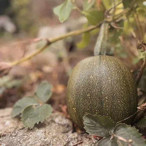 Ein kleiner grüner Kürbis wächst im Beet