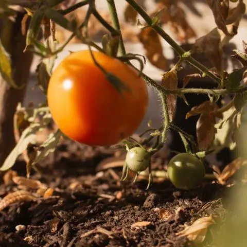 Eine orange Tomate wächst am Strauch im Beet